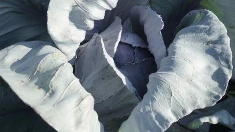 Blue cabbage in macro Фото