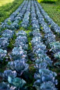 Blue cabbage Stock Photos