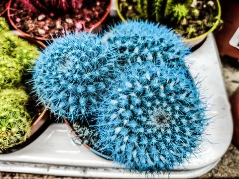 Blue cactus - close up view Фото