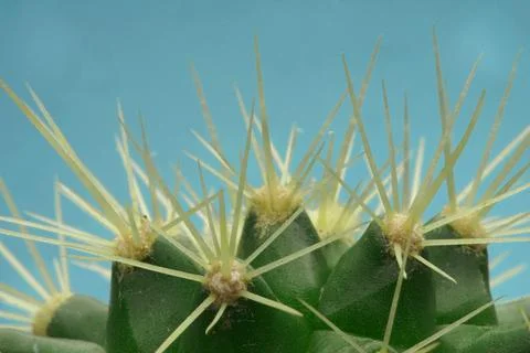 Blue cactus Stock Photos