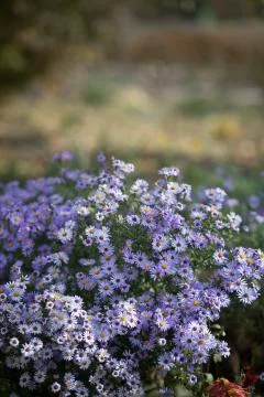 Blue camomiles Stock Photos