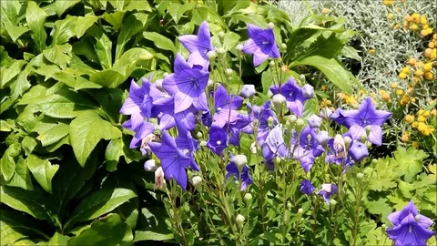 Blue campanula or bellflower Stock Footage 77861624