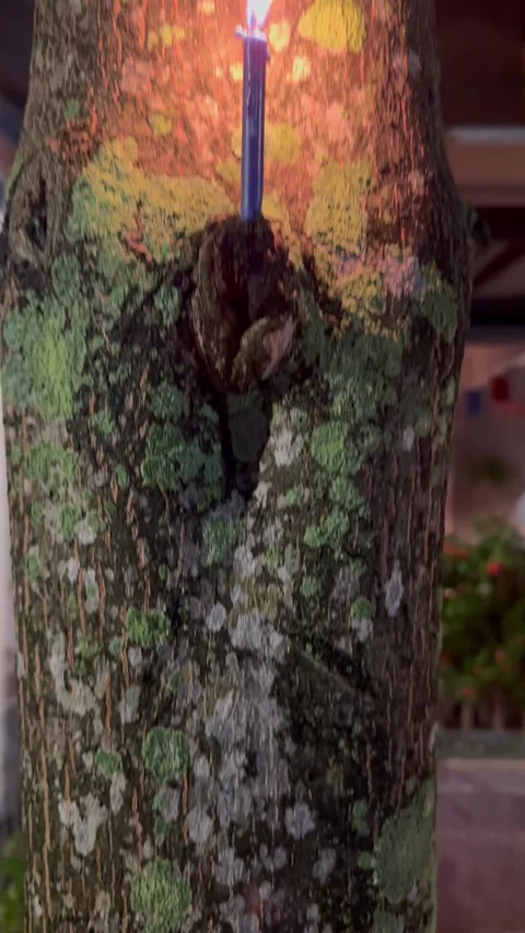 A blue candle burning on the trunk of a tree at night. Stock Footage 318697843