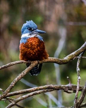 Blue-Capped Kingfisher Perched Stock Photos