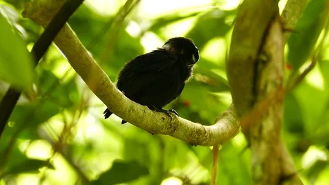 Blue capped manakin grooming with quick movements in the sun Video stock 123554903