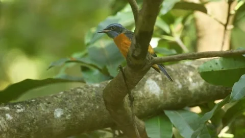 Blue-capped rock thrush (Monticola cinclorhyncha) Stock Footage 170216653