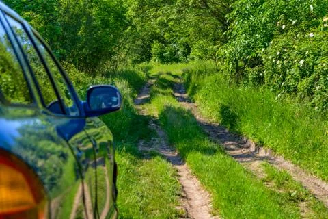 Blue car in forest Stock Photos