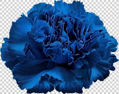 Blue carnation Stock Illustration