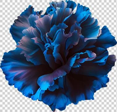 Blue carnation Stock Illustration