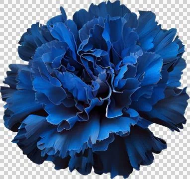 Blue carnation Stock Illustration