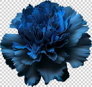 Blue carnation Stock Illustration