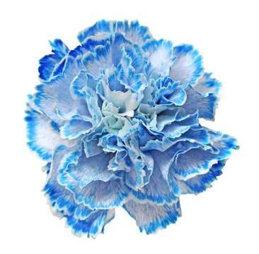 Blue carnation Stock Photos