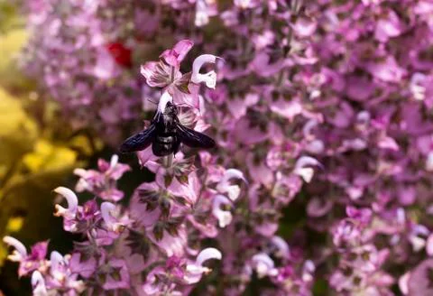 Blue carpenter bee Foto stock