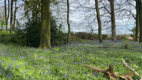 Blue carpet of wild bluebells growing on the ground of woodland Video stock 152973553