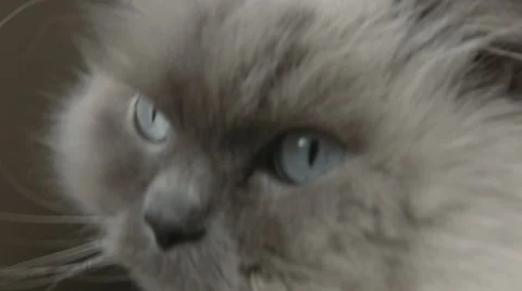 Blue Cat Eyes Stock Footage 52196806