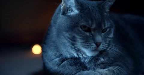 Blue Cat with Light Bulb Rack Focus Stock Footage 128334782