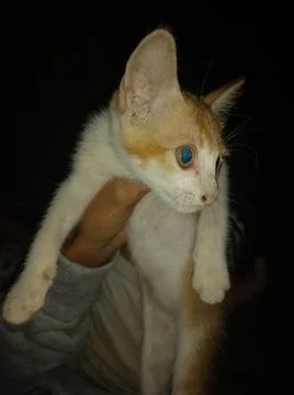 Blue cat 库存照片