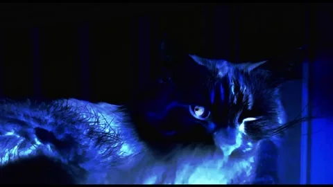 Blue cat thermal effect Video stock 282056955
