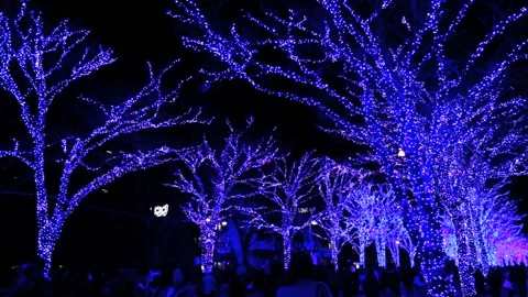 Blue Cave SHIBUYA Vidéo 332863036