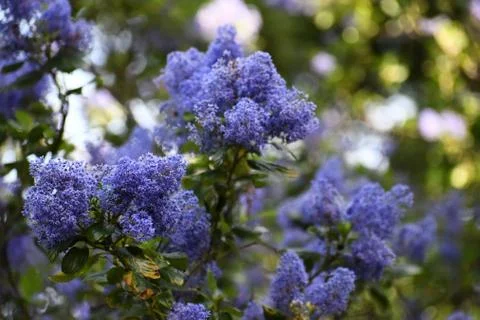 Blue Ceanothus Blossoms Foto stock