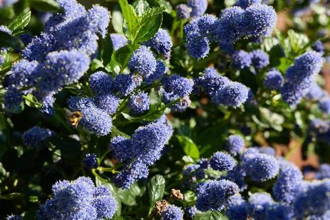 Blue Ceanothus Flower Cluster with Bee in Garden Stock Photos