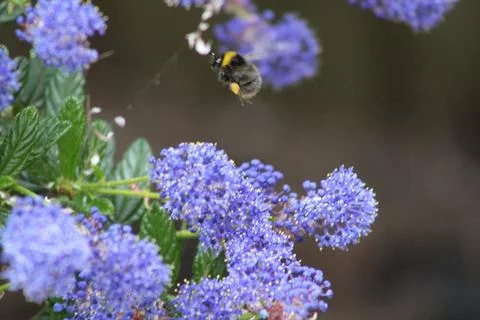 Blue ceanothus flowers with bee Stock Photos