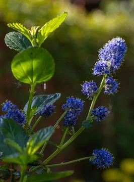 Blue Ceanothus Flowers in Spring Sunlight Stock Photos