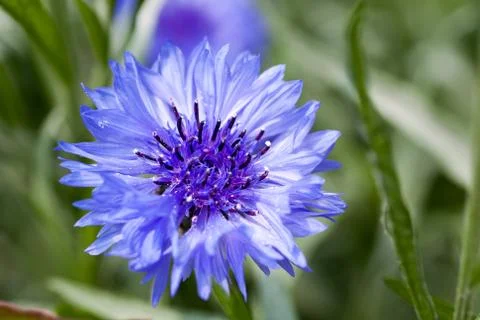 Blue Centaurea cyanus Stock Photos