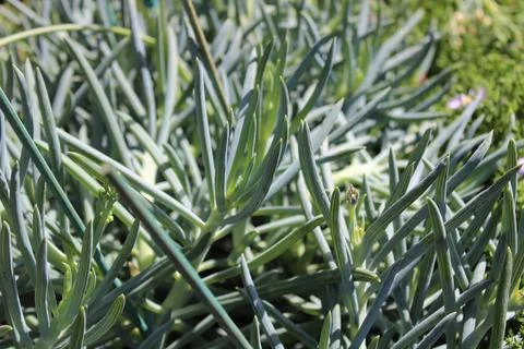Blue chalksticks Stock Photos