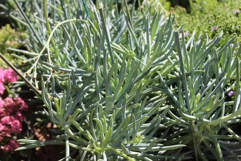 Blue chalksticks Stock Photos