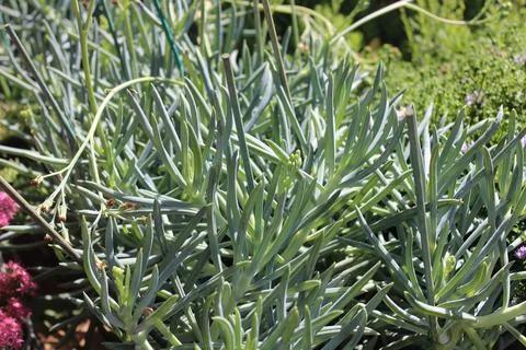 Blue chalksticks Stock Photos