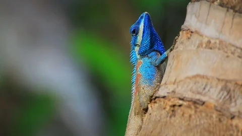 Blue chameleon on coconut tree. Stock-Footage 81513167
