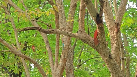 Blue chameleon on the tree. Stock Footage 306994646