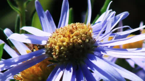 Blue chamomile flowers 库存影片 24791472