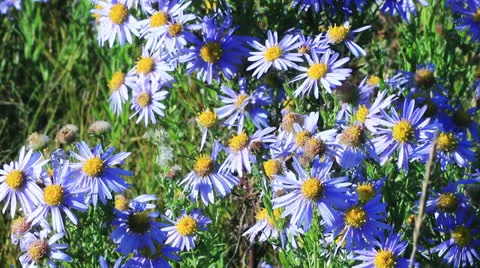 Blue chamomile flowers Vidéo 24791479