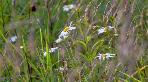 Blue chamomile flowers. Shot in RAW, wide dynamic range Vidéo 27087690