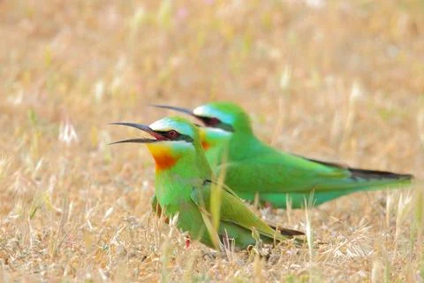Blue-cheeked bee-eater bird Merops persicus Stock Photos