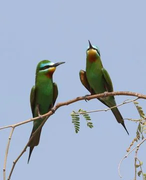 Blue-cheeked Bee-eater, Merops persicus Stock Photos