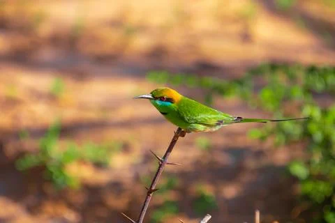 Blue-cheeked bee-eater (Merops persicus) Stock Photos