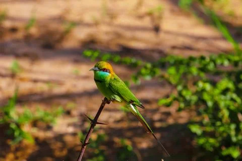 Blue-cheeked bee-eater (Merops persicus) Stock Photos