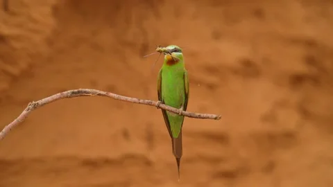 Blue-cheeked bee-eater or Merops persicus. 4K slow motion 120 fps Stock Footage 227240516