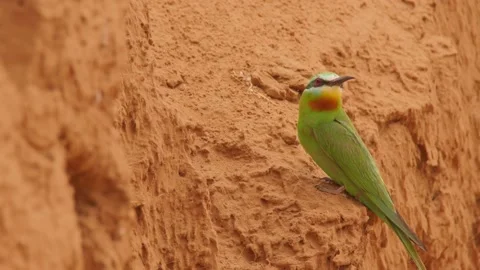Blue-cheeked bee-eater or Merops persicus. 4K slow motion 120 fps Stock Footage 227254875