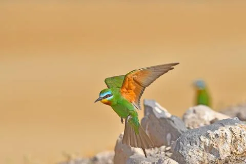 Blue-cheeked bee-eater sitting on a rock. Merops persicus Stock Photos