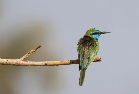 Blue-cheeked Bee-eater sitting on the branch Stock Photos