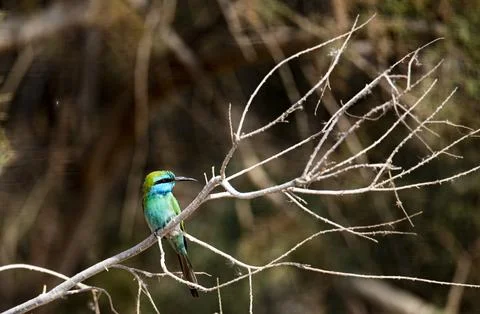 Blue-cheeked Bee-eater sitting on the branch Stock Photos