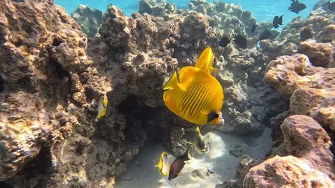 Blue-cheeked butterflyfish or Masked butterflyfish   (Chaetodon semilarvatus ) 스톡 동영상 278713431