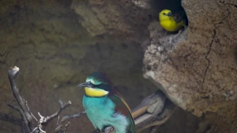 A Blue chested roller bird Stock Footage 278007293