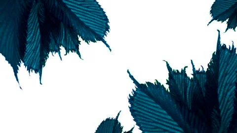 The blue chestnut leaves pattern were shot close-up on a white background Stock Photos