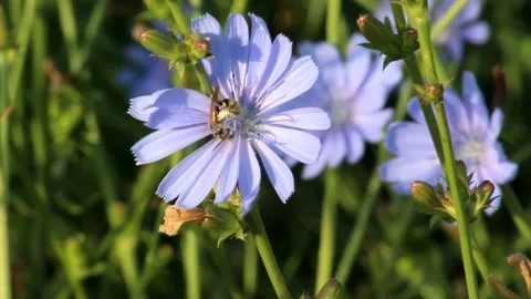 Blue chicory flower and bee Stock Footage 170879101