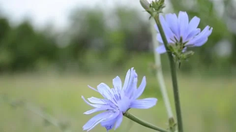 Blue Chicory Flower Stock Footage 46111319